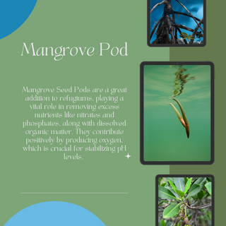 Mangrove Pod (Rhizophora mangle)