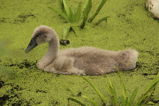 Extra Large Portion of Duckweed