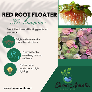 Red Root Floater live plant (Phyllanthus fluitans) 30 leaves in 4 oz cup
