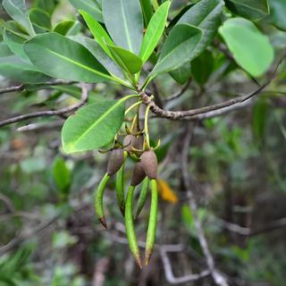 Mangrove Pod (Rhizophora mangle)