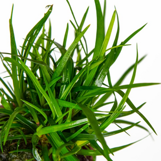 3X Eriocaulon sp. Vietnam + 1 Bonus Plant (Tropical Live Aquarium Plants) 2-Day Arrival