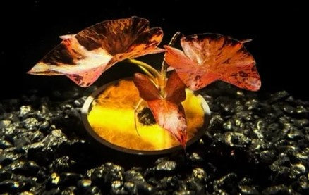 Dwarf Lily Bulb (Nymphaea Stellata)Live Aquarium Plant