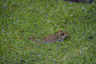 Extra Large Portion of Duckweed