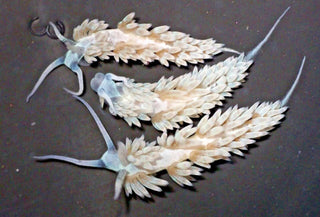3 Pack Berghia Nudibranch for Saltwater Reef Fish Tank Aquarium Live Aiptasia Eater