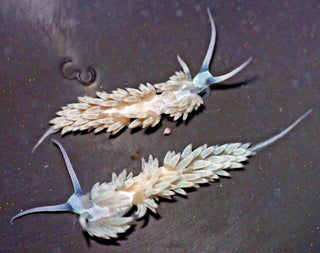 3 Pack Berghia Nudibranch for Saltwater Reef Fish Tank Aquarium Live Aiptasia Eater