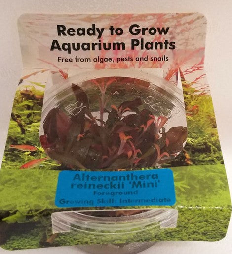 Alternthera Reineckii plant in tissue culture cup for freshwater aquarium