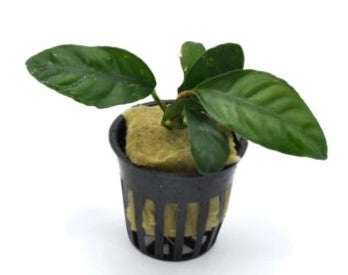 Coffeefolia (Anubias barteri var 'coffeefolia')potted live aquatic plant