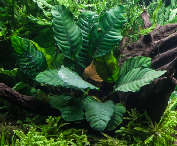 Coffeefolia (Anubias barteri var 'coffeefolia')potted live aquatic plant