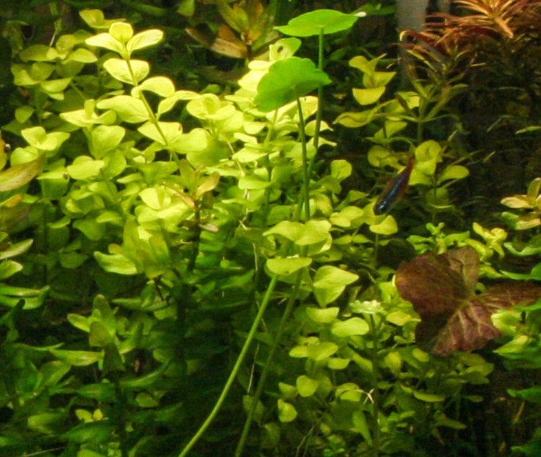 Bacopa Australis bunch freshwater aquarium plant (Buy 2, Get 1 FREE)