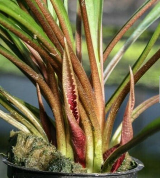 Cryptocoryne spiralis live aquarium plant potted