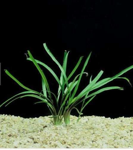 Cryptocoryne spiralis live aquarium plant potted