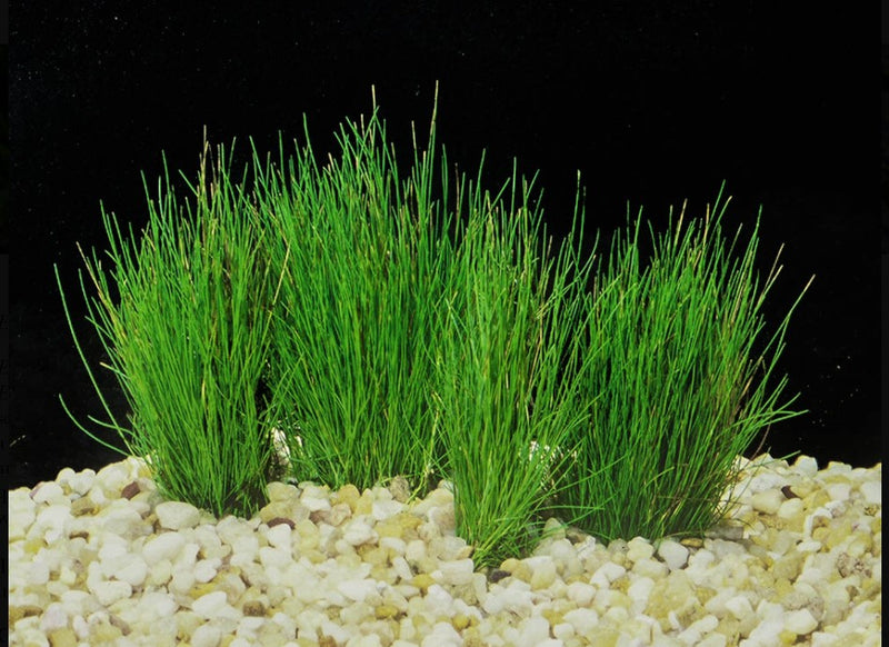Eleocharis Pusilla Dwarf Hairgrass potted freshwater aquarium plant (Buy 2, Get 1 Free)