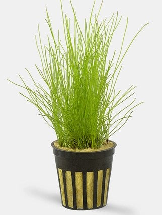 Eleocharis Pusilla Dwarf Hairgrass potted freshwater aquarium plant (Buy 2, Get 1 Free)