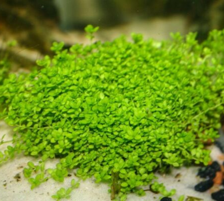 Dwarf Baby Tears (Hemianthus Callitrichoides) potted live aquarium plant