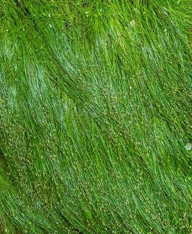 Dwarf Hairgrass (Eleocharis Parvula)  Plant Mat 3X5 Aquarium Plant