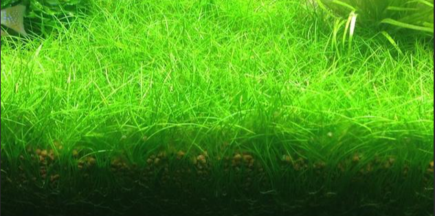 Eleocharis Parvula Dwarf Hairgrass Plant Mat 10X10 Aquarium Plant