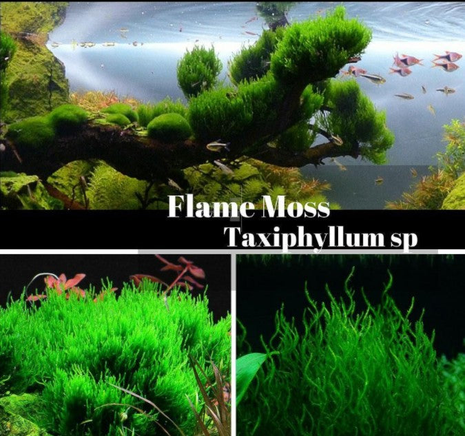 Taxiphyllum Flame Moss tissue culture cup for freshwater aquarium