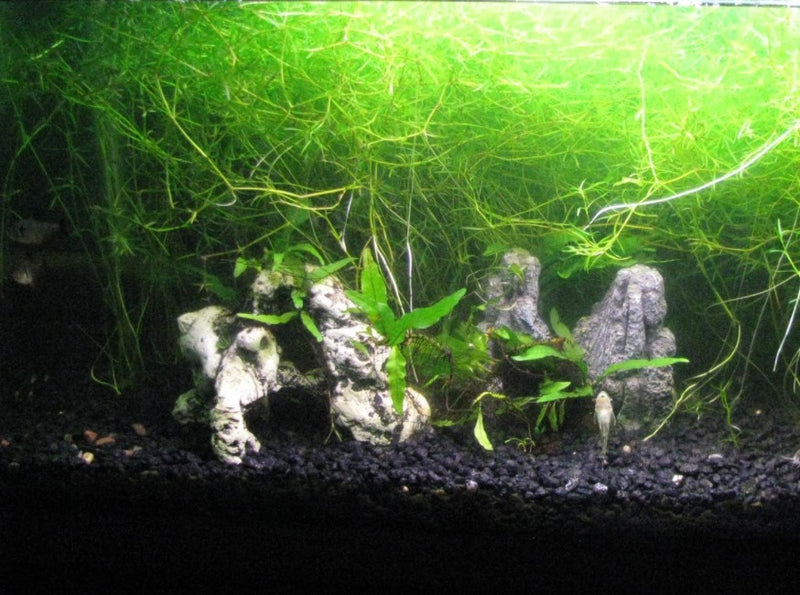 Guppy Grass Najas guadalupensis aquatic freshwater plant, 6 stems in a bunch
