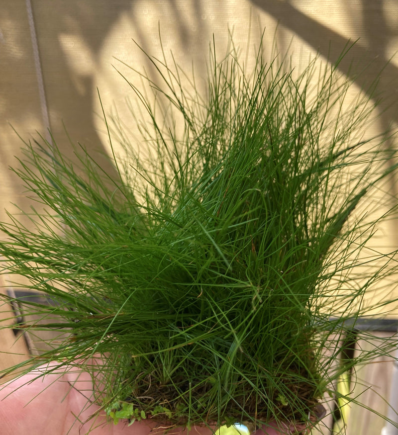 Dwarf Hairgrass (Eleocharis Parvula)  Plant Mat 3X5 Aquarium Plant