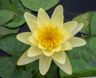 Nymphaea Chromatella Water Garden Pond Plant
