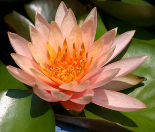 Nymphaea Colorado Pink Water Garden Pond Plant (Buy 2, Get 1 Free)