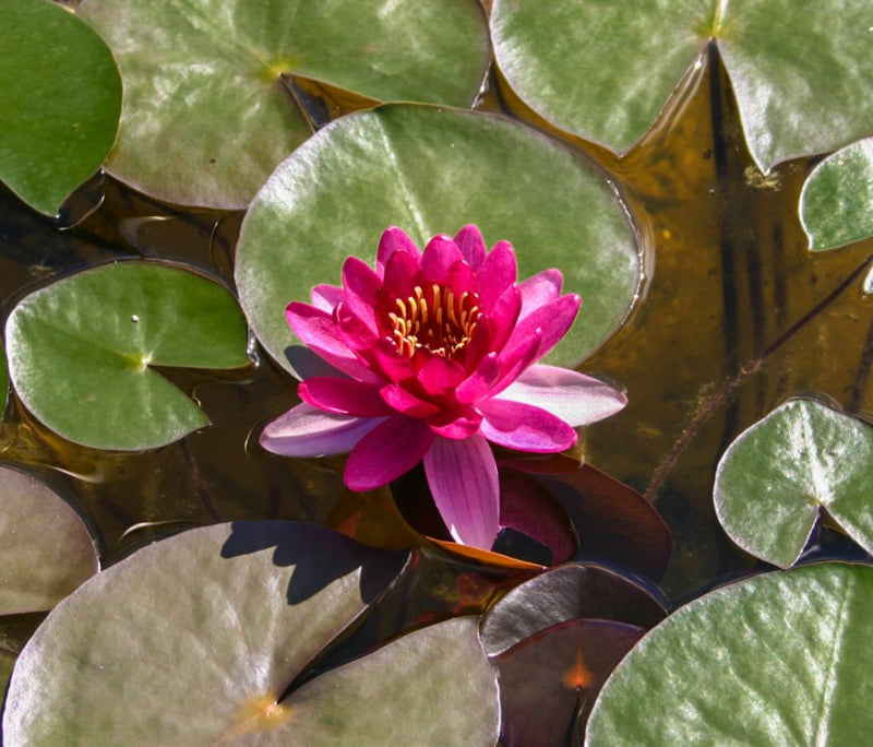 Nymphaea Perry's Baby Red Water Garden Pond Plant