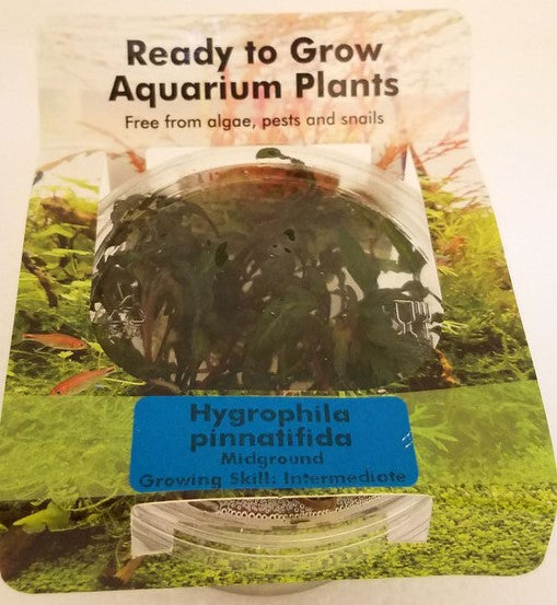 Hygrophila Pinnatifida plant tissue culture for freshwater aquarium