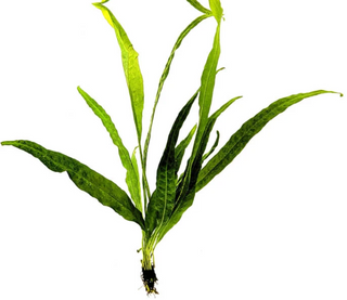 Java Fern (Leptochilus pteropus) aquarium plant