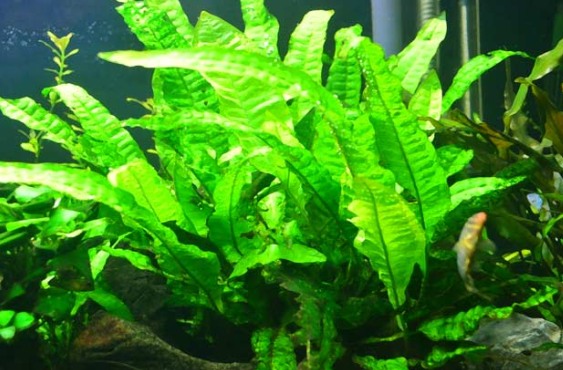 Java Fern (Leptochilus pteropus) aquarium plant
