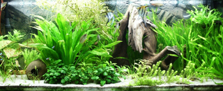 Java Fern (Leptochilus pteropus) aquarium plant