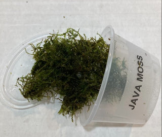 Java Moss (Vesicularia dubyana) 4 oz cup live aquatic plant