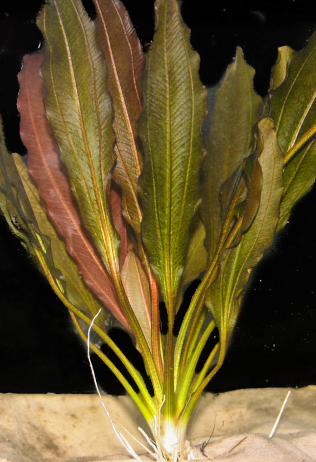 Echinodorus Kleiner Prinz Sword potted freshwater aquarium plant