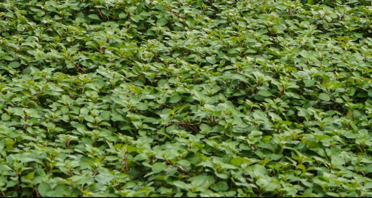 Ludwigia Repens (Water Primrose) Live Plant