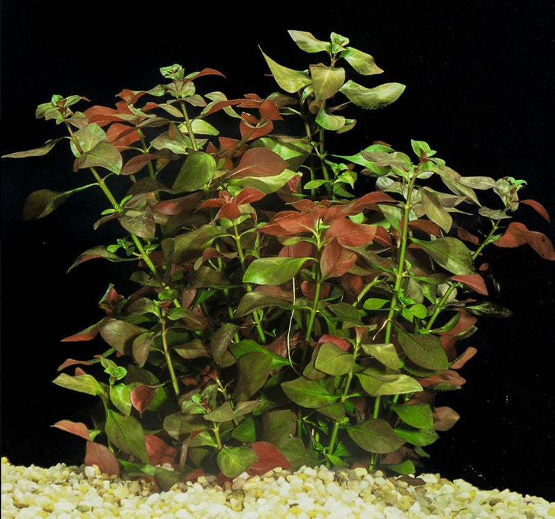 Ludwigia Repens (Water Primrose) Live Plant