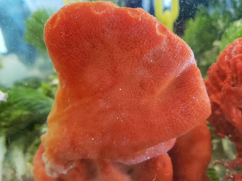 Red Ball Sponge, Pseudoaxinella Lunaecharta Saltwater Marine Reef Aquarium