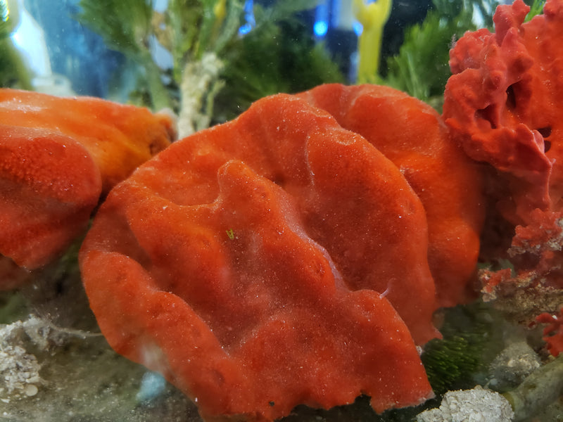 Red Ball Sponge, Pseudoaxinella Lunaecharta Saltwater Marine Reef Aquarium