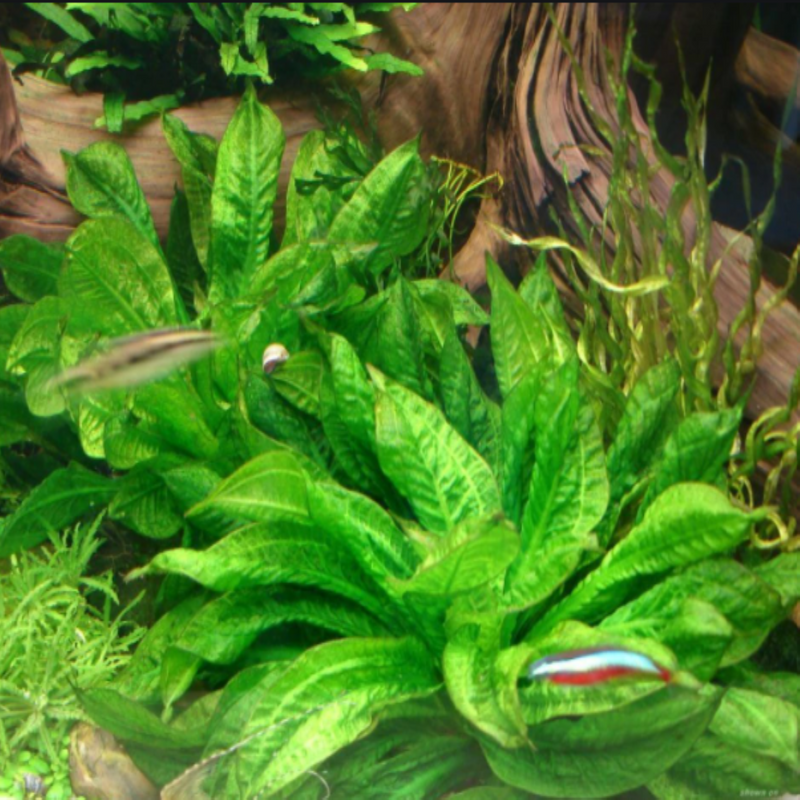 Rosette Sword Echinodorus Parviflorus aquarium freshwater plants 4,8, or 12 pack, Buy 2 Get 1 FREE
