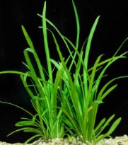 Sagittaria Subulata, Dwarf Sag freshwater aquarium plant (Buy 2, Get 1 FREE)