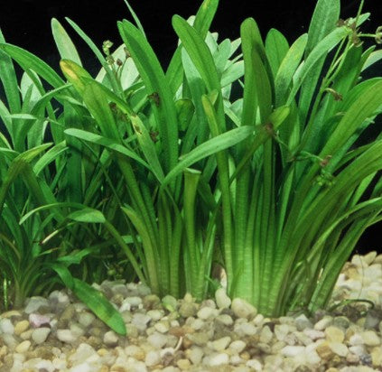 Sagittaria Subulata, Dwarf Sag freshwater aquarium plant (Buy 2, Get 1 FREE)