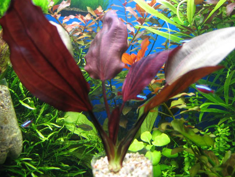 Echinodorus 'St. Elmo's Fire' Large sword freshwater aquarium (Buy 2, Get 1 Free)