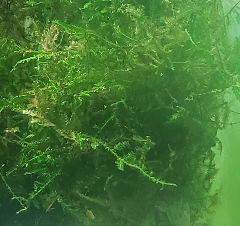 Taiwan Moss (Taxiphyllum Alternans) live aquarium plant