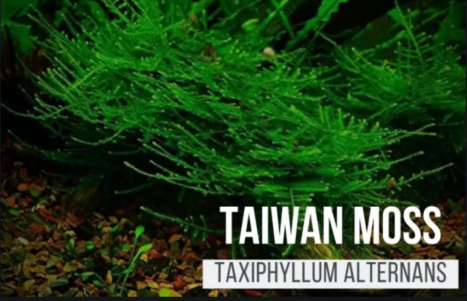 Taiwan Moss (Taxiphyllum Alternans) live aquarium plant