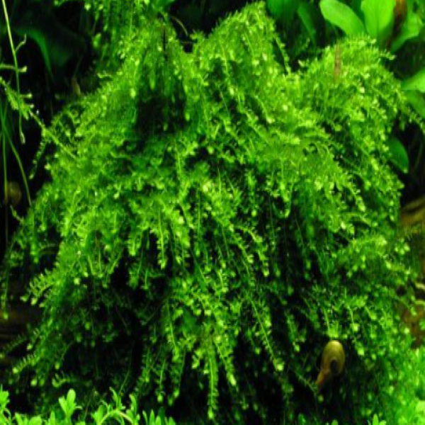 Weeping Moss Vesicularia ferriei live aquarium plant Buy 2 Get 1 FREE