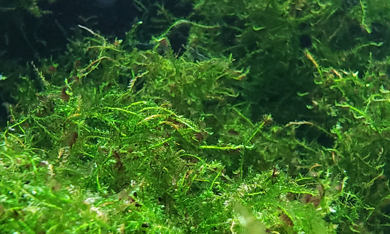 Weeping Moss Vesicularia ferriei live aquarium plant Buy 2 Get 1 FREE