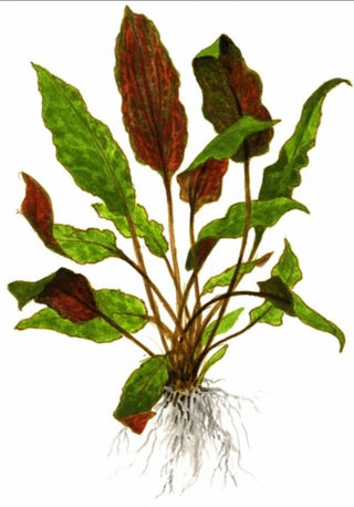 Wendtii Red, (Cryptocoryne Wendtil Mi Oya) live aquarium plant