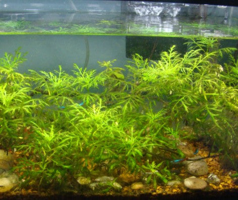 Wisteria (Hygrophila Difformis) potted aquarium plant
