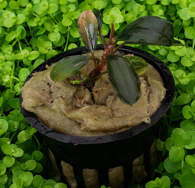 Bucephalandra Rainbow Marble potted aquarium plant (Buy 2, Get 1 Free)