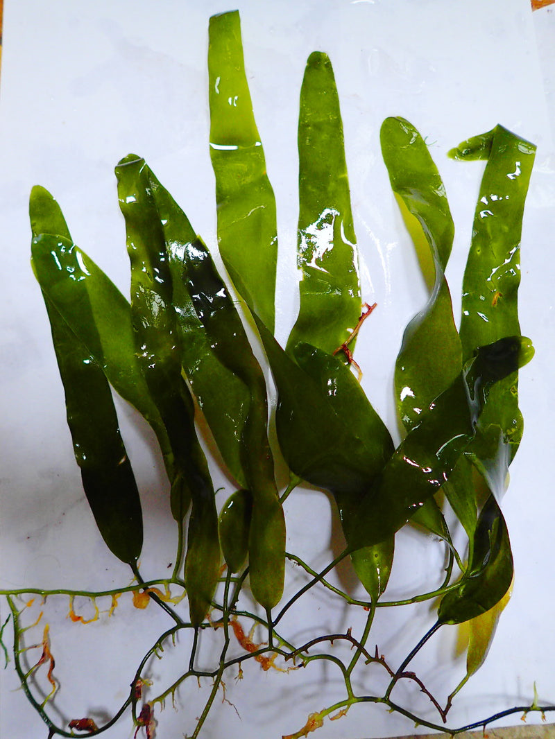 Caulerpa Prolifera saltwater macroalgae for your refugium or aquarium