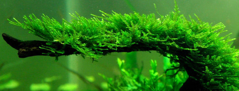 Christmas Moss Vesicularia dubyana Tissue Culture Freshwater Aquarium plant