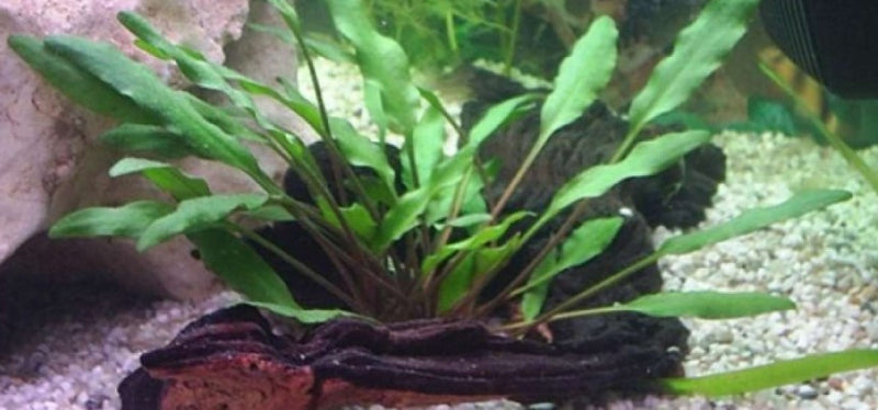 Cryptocoryne walkeri lutea freshwater aquarium potted plant (Buy 2, Get 1 Free)